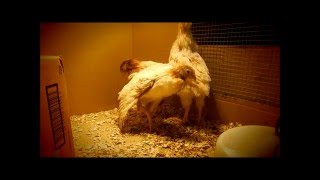 chicken brooding & egg preservation