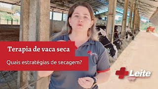 Terapia de vaca seca: quais são as estratégias de secagem?