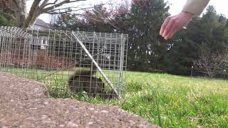 How to Free a Squirrel from a Havahart Trap