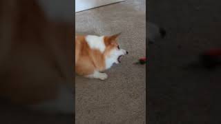 Corgi hates nail clippers! #shorts