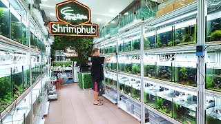 183 Aquariums of Rare Shrimp in this Store! SHRIMP HUB Singapore (Full Tour)