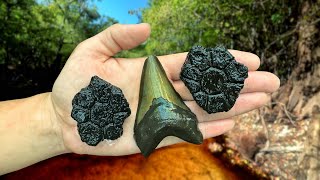 We Found a Megalodon Shark Tooth and Glyptodont Fossils Underwater in Florida