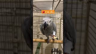 ببغاء الكاسكو #youtubeshorts #yearofyou #parrot #عائلة_سكر_ومينو #trend #طيور #كاسكو #explore