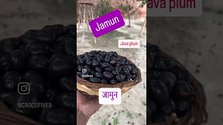 जामुन #jamun #javaplum #organic #indianfruits