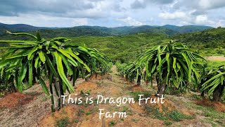 🇵🇭WOW! DRAGON FRUIT FARM IN THE PHILIPPINES! DINAGAT ISLANDS | US TO PHILIPPINES VLOG