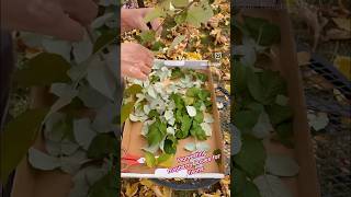 Harvesting raspberry leaves for tisanes