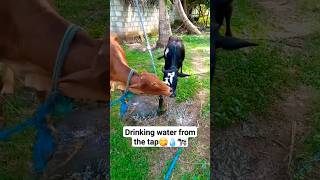 Drinking water from the tap😋💧🐄 #shorts #viral #cow