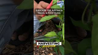 Jalapeno Chilli Harvesting in Australia #Sydney #harvest #vegetables