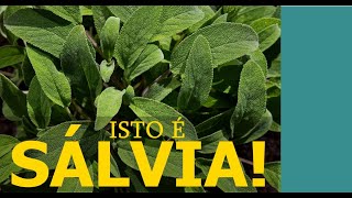 A Sálvia Os Benefícios Desta Planta para Saúde em 1 Minuto