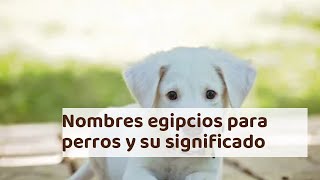 Nombres egipcios para perros y su significado