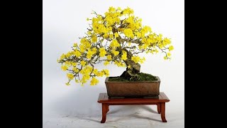 CHIÊM NGƯỠNG NHỮNG TÁC PHẨM BONSAI MAI VÀNG SIÊU ĐẸP