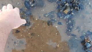 At Bay of fundy collecting sea shells