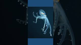 Exploring the Enigmatic Glass Octopus | The Invisible Wonder of the Deep Sea