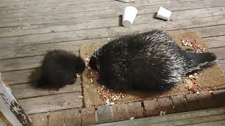 Spike and Squeak!  Mom and baby porcupine.