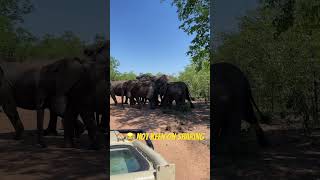 Elephants in the Shade. Will they share? #wildlife #wildafrica #nature #hot #naturelovers #elephant