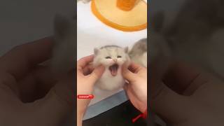 Cutest cats and dogs, cats ga , cats videos no ads compilation #cats #shortsfeed #funnycatsvideos