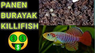 CARA MENETASKAN TELUR IKAN KILLIFISH GUENTERI RED