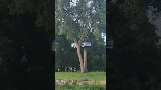 Truck In A Tree