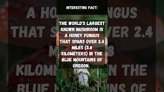 Mushroom Giants: The Massive Honey Fungus! | #interestingfacts