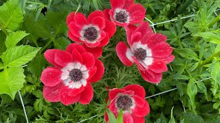 Dollar Store Anemones