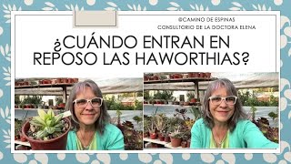 ¿Cuándo están en reposo las haworthias?  @javierolivera