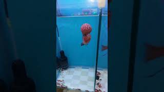 SRD FLOWER HORN #trending#shortvideo#pet#fishingvideo#aquarium