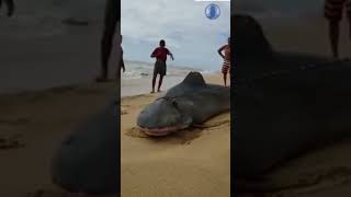 ESSE TUBARÃO FOI CAPTURADO POR REDE DE PESCA NA PRAIA #shorts