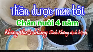 Cách ủ men tỏi thần dược| chăn nuôi 4 năm| không thuốc kháng sinh, không dịch bệnh☎️ 0372225255