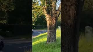 Group of Peacocks desperately try to find way home ...#shorts #peacocks #group #road