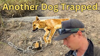 Cattle Work And Hunting the Elusive Dogs Part 2