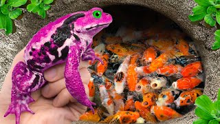 Catch Colorful Ornamental Frogs, PingPong Pearl Fish, Mudskippers, Betta Fish, Neon Fish, Turtles