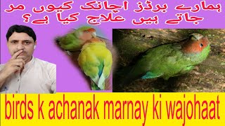 why our birds die suddenly اچانک مر جاتے ہیںone day.