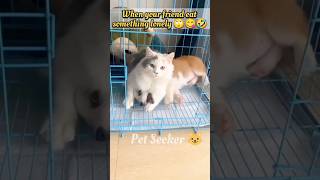 Cat's violence🙀at innocent🙄🐕 puppy due to eating whole food #catvideo #cat #cutecat #cattiktok