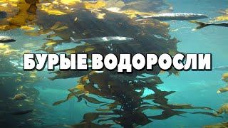 Ботаника.Бурые водоросли.