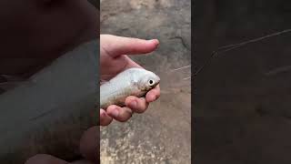 #pesca: Sardinha do rio Araguaia, já conhece esse peixe ?? Deixa nos comentários #pescaria #fishing