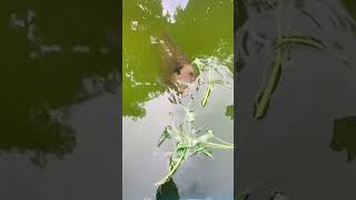 Giant gourami big fish Feeding