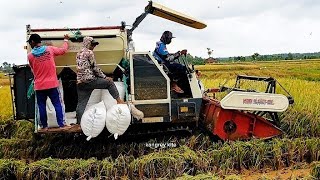 Panen Padi Semakin Cepat Mengunakan Mesin Combi Sawah Satu Lokal Cukup Sepuluh Menit