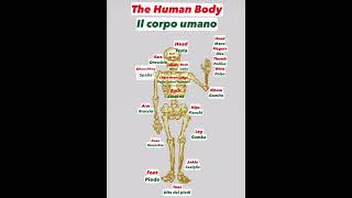 Learn The Human Body Parts in Italian