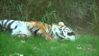 Chester Zoo 1st November 2014