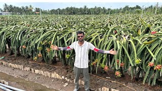 Q&A about Dragon Fruit Farming in Vietnam 13 oct 2023 #dragon_fruit #dragonfruitfarming