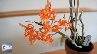 Dendrobium Unicum