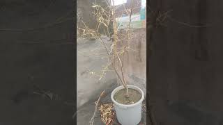 what happened with my plants in summer Excessive Heat#viral #viralshort #ytshorts #youtubeshorts