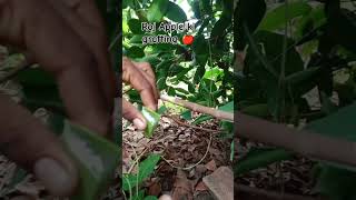 New technique for rose Apple grafting plants #gardening #plants #gardeningtips #autoplant #views