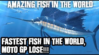 Amazing Fish in The World - Fastest Fish in The World Moto GP Lose.