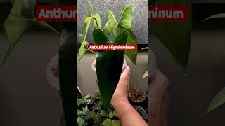 Anthurium Nigrolaminum size medium #shorts