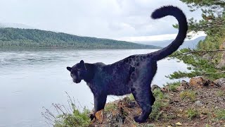 Seeing off the summer with Luna the panther. Walk along the river 🐶🐈‍⬛(ENG SUB)