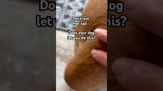 Check out her tail #comment#like#subscribe#animals#dog#shortvideo