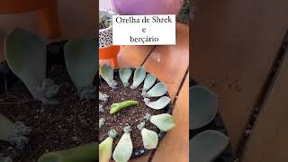 Propagação da Suculenta Crassula ovata gollum. Compartilhe e me siga para mais dicas. Feliz plantio