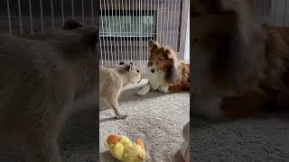 Baby Capybara Meets A Puppy