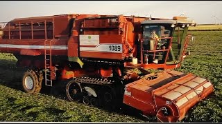 Pea Vining Goole Hall July 2018 with Ploeger PMC 1089 Tracked Harvesters.